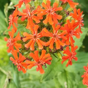 Lychnis chalcedonica