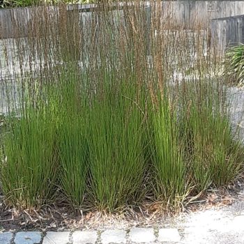 Molinia caerulea 'Heidebraut'