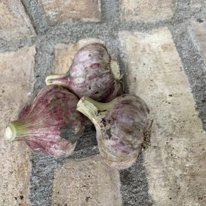 Knoflook Ontario purple trillium