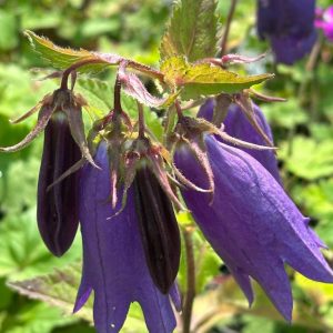 Campanula Sarastro