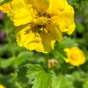 Potentilla Mont d'Or