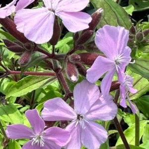 Saponaria sicula intermedia