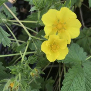 Potentilla recta 'Sulphurea'