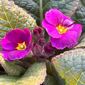 Primula polyantha 'Cowichans Mix'