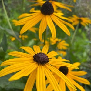 Rudbeckia fulgida var.daemi