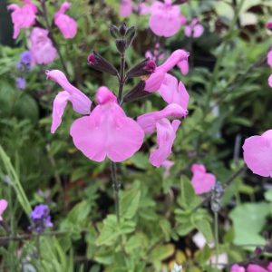 Salvia 'Pink Dream'