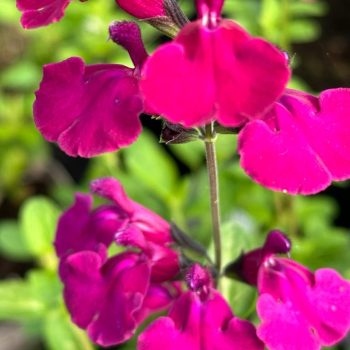 Salvia 'Viola's Darling'