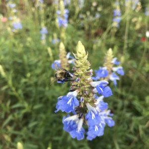 Salvia arizonica