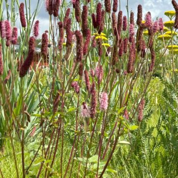Sanguisorba 'Raspberry Mivvy'