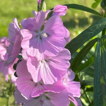 Sidalcea 'Lilac Candice'
