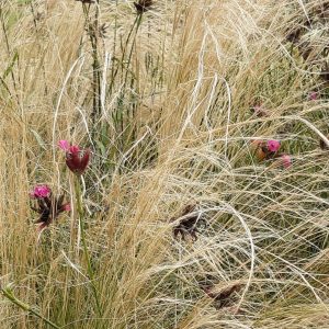 Stipa tenuissima 'Ponytails'
