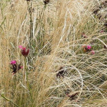 Stipa tenuissima 'Ponytails'