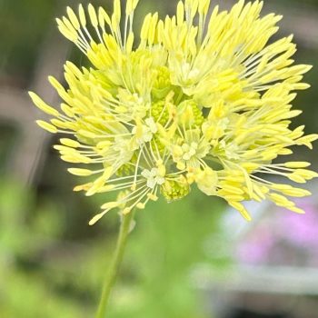 Thalictrum sphaerostachyum