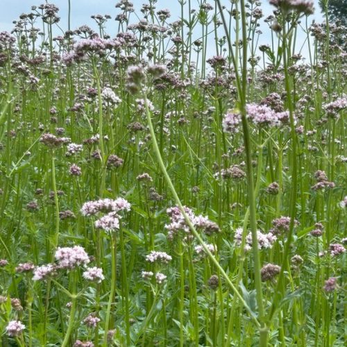 Valeriana officinalis2