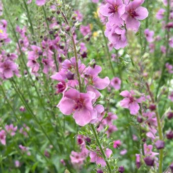 Verbascum phoenicum 'Violetta'