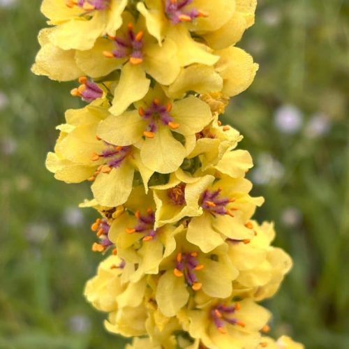 Verbascum nigrum