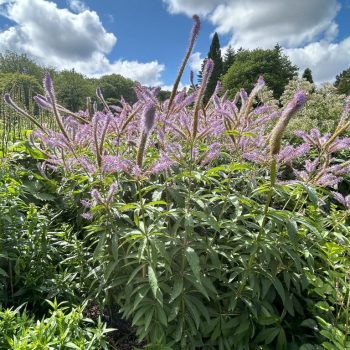 Veronicastrum 'Fascination'