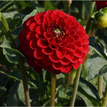 Dahlia 'Viking'