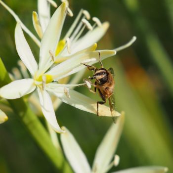 Camassia wit