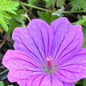 Geranium 'Blushing Turtle'