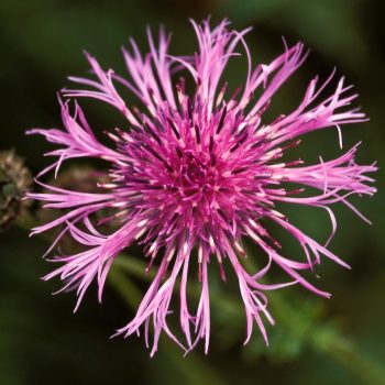 Centaurea scabiosa