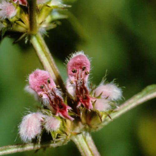 Hartgespan, Leonurus cardiaca