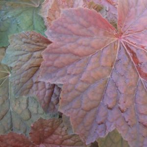 Heuchera 'Brownies'
