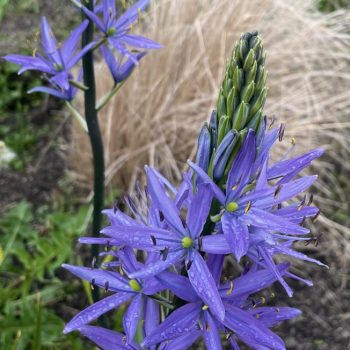 Camassia blauw