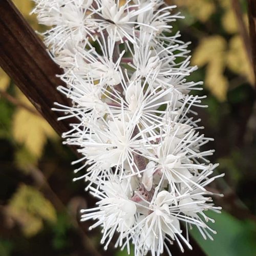 Actaea
