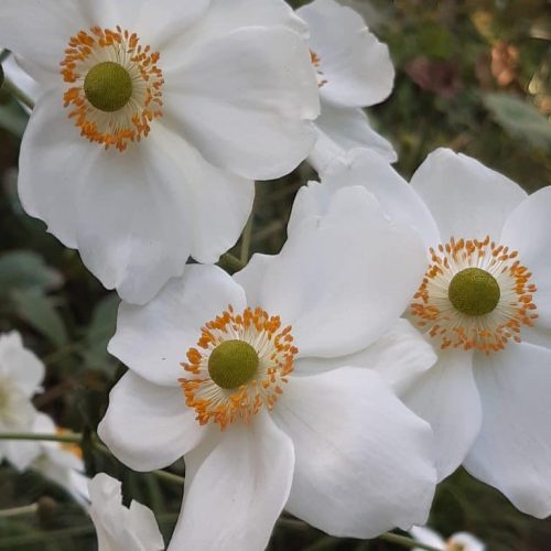 Anemone Honorine Jobert