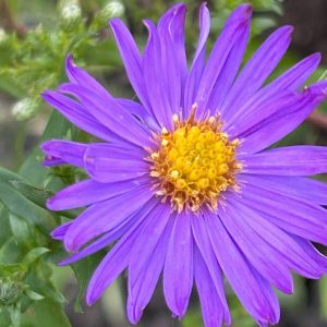 Aster 'Looman's Blue'