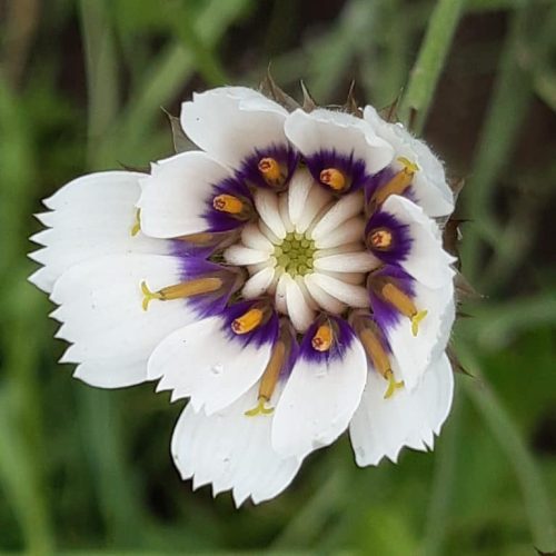 Catananche caerulea Alba
