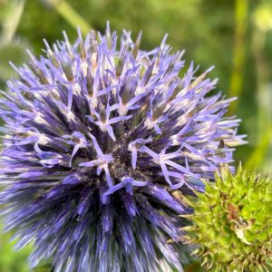 Echinops 'Blue Globe'