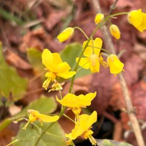 Epimedium ×perralchicum 'Frohnleiten'
