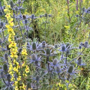 Eryngium planum