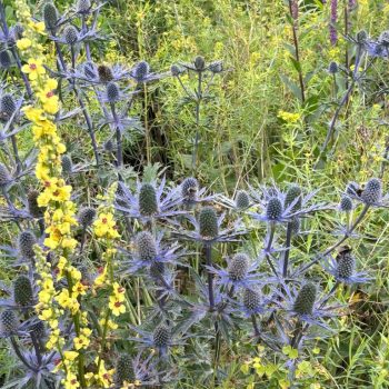 Eryngium planum