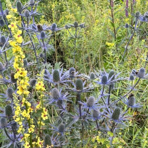 Eryngium