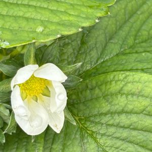 Fragaria ×ananassa 'Framberry'