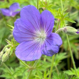 Geranium 'Eureka Blue'