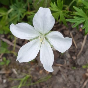 Geranium sanguineum 'Album'