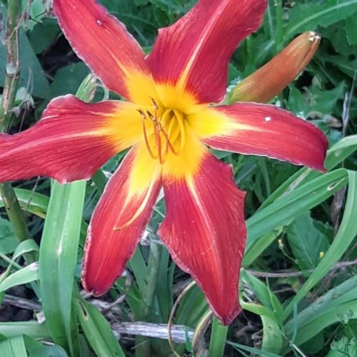 Hemerocallis