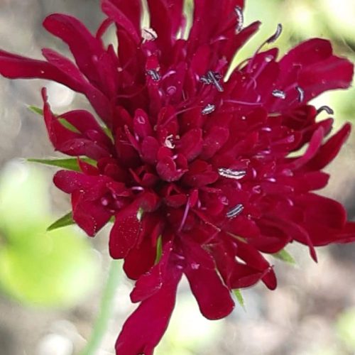 Knautia macedonica