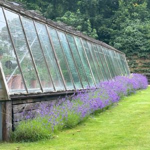 Lavandula angustifolia 'Hidcote' Blue'