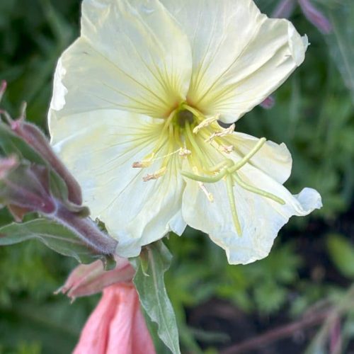 Oenothera 'Apricot Delight'