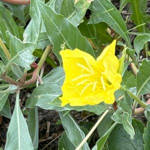 Oenothera 'Silver Wings'