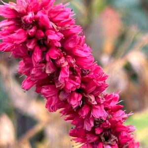 Persicaria 'Fat Domino'