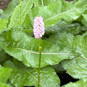 Persicaria bistorta angustifolium