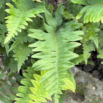 Polypodium vulgare