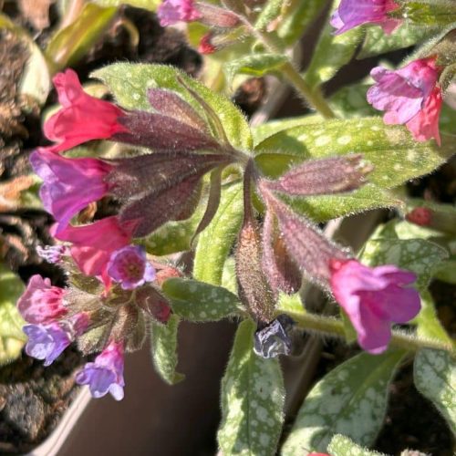 Pulmonaria 'Hazel Kayes Red'