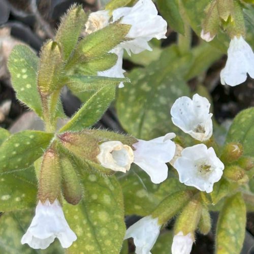 Pulmonaria Sissinghurst White